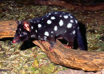 Quoll Oriental - Dasyurus Viverrinus