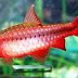 Pretty Freshwater Fish - Cherry Barb