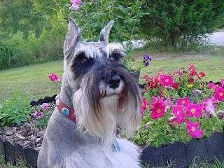 miniature schnauzer pets cute puppy puppies dog animal picture