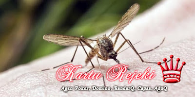 KARTUREJEKI.COM Agen Poker, Agen Domino, Bandar Kiu, Agen Bandar Poker, Adu Q, Agen Capa