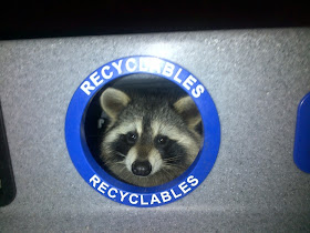 raccoon in recycle bin, funny animal pictures, animal photos, funny animals