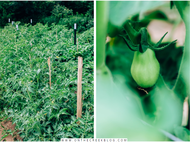 building trellis supports for tomato plants | on the creek blog // www.onthecreekblog.com