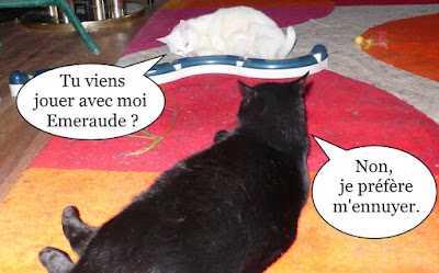 Chats noir et blanc s'ennuient.