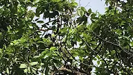 13 Convert How To Grafted Avocado Tree Free