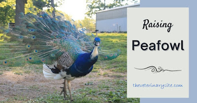 How to start Peacock Farming for profit