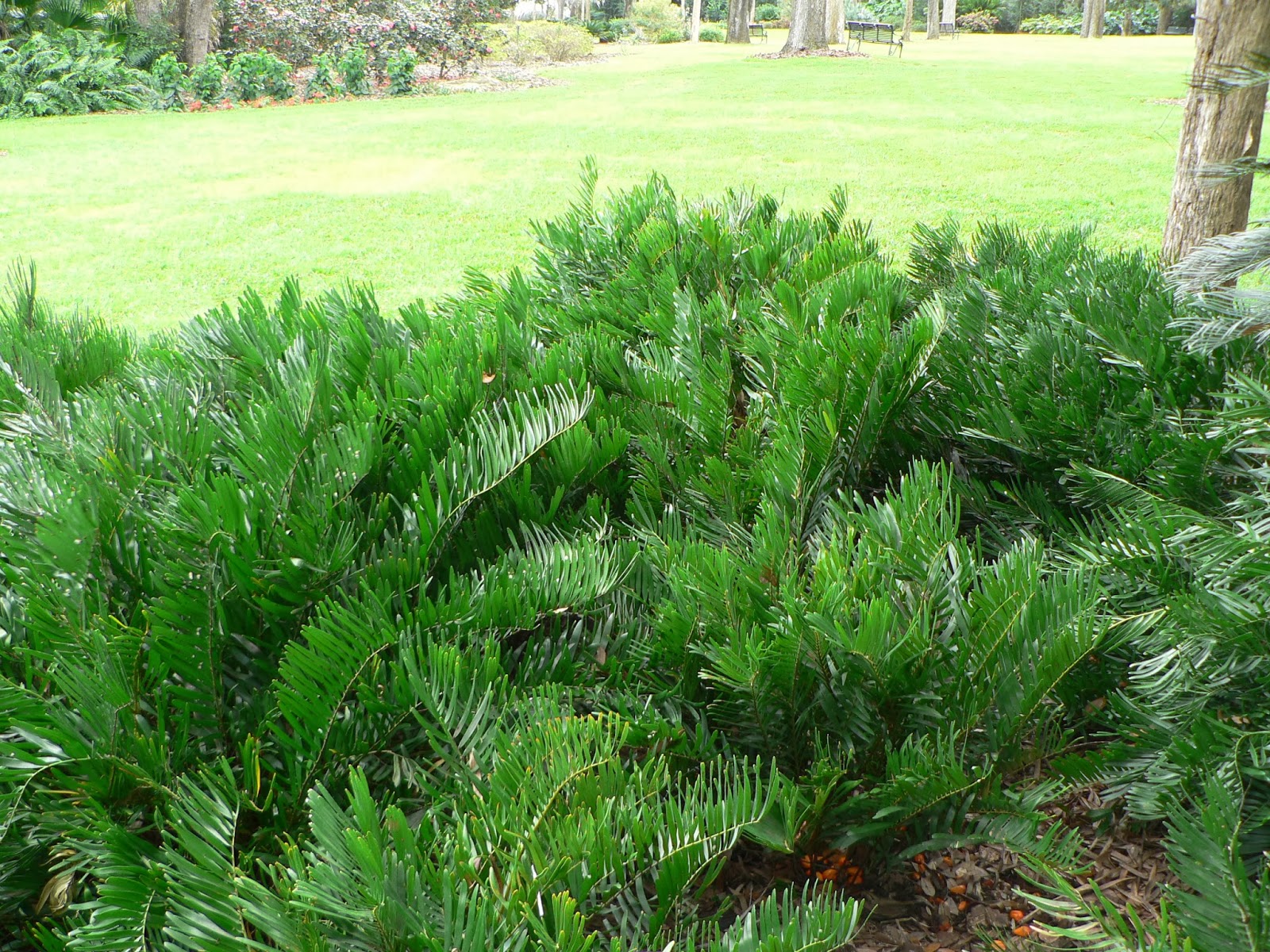 Central Florida Landscape Plants