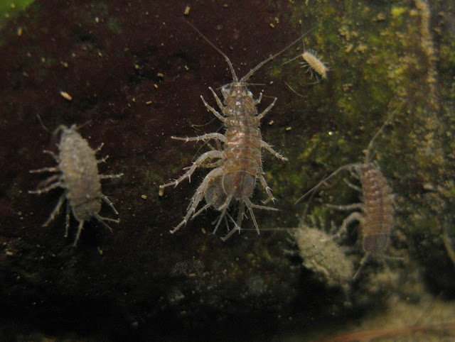 Wasserasseln (Asellus aquaticus) - Im Wasser lebende Insekten