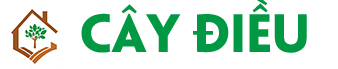 Cây Điều