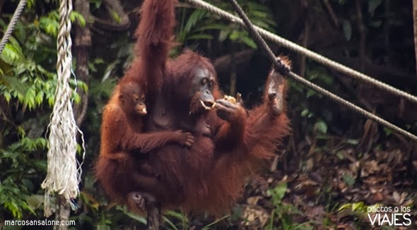 orangutanes en malasia Semmenggoh