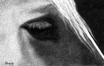 Belgian Gaze - ink on scratchboard by Ann Ranlett