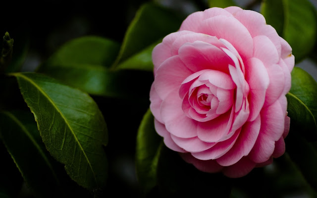 Camelia Rosada y Hojas Verdes - Imágenes de Flroes