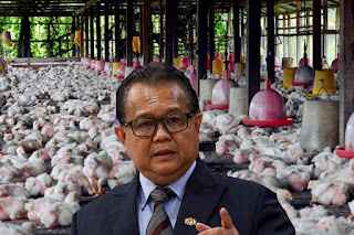 Ayam sudah jadi rebutan semua pihak...