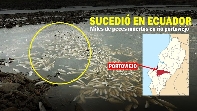 MILES DE PECES APARECEN MUERTOS EN EL RIO PORTOVIEJO EN MANABÍ ECUADOR 