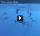 Cuba part 6 - Shark encounter in Cuba