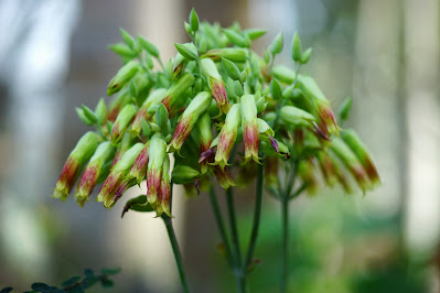 Kalanchoe gastonis-bonnieri - Donkey ear plants care and culture