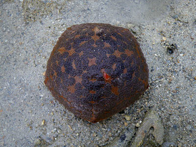 Cushion Star (Culcita  novaeguineae)