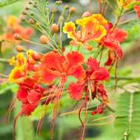 Bunga Caesalpinia pulcherrima 