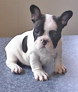 French Bulldog Puppies