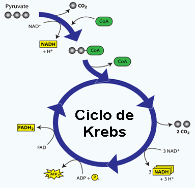 Esquema del ciclo de Krebs