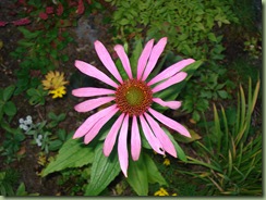 DSC00076