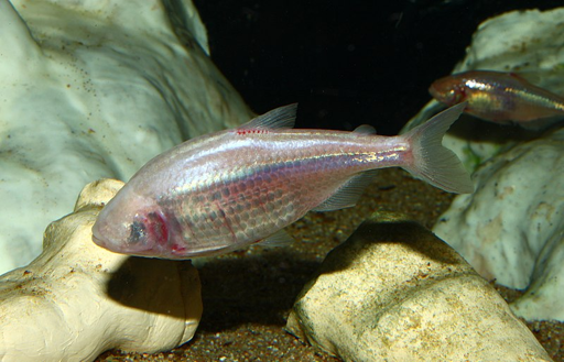 Astyanax mexicanus es una especie de peces de la familia Characidae en el orden de los Characiformes, que han perdido sus ojos durante el curso de su historia evolutiva.