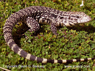 cara memelihara tegu ,kadal argentina