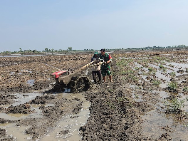 Babinsa Dampingi Petani Bajak Sawah Untuk Penyiapan Lahan Padi Masa Tanam 1