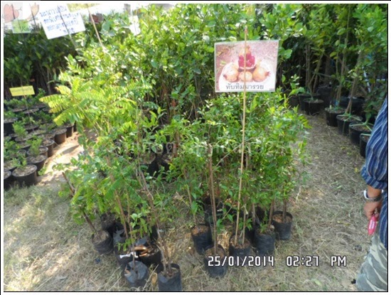 'งานเกษตรภาคอีสาน ขอนแก่น 2557