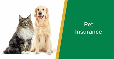 How To Calculate The Costs And Benefits Of Your Pet Insurance Plan