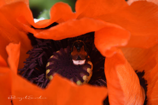 Hummel beim "naschen" in der Mohnblume