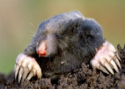 European Mole