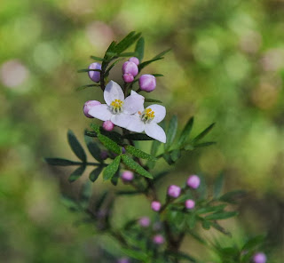 Boronia Flower Photo