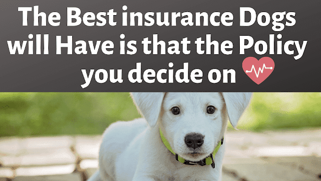 The Best insurance Dogs will Have is that the Policy you decide on - newsofdogs