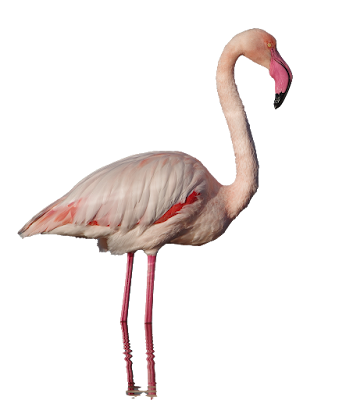 Flamingo png (Transparent Background)