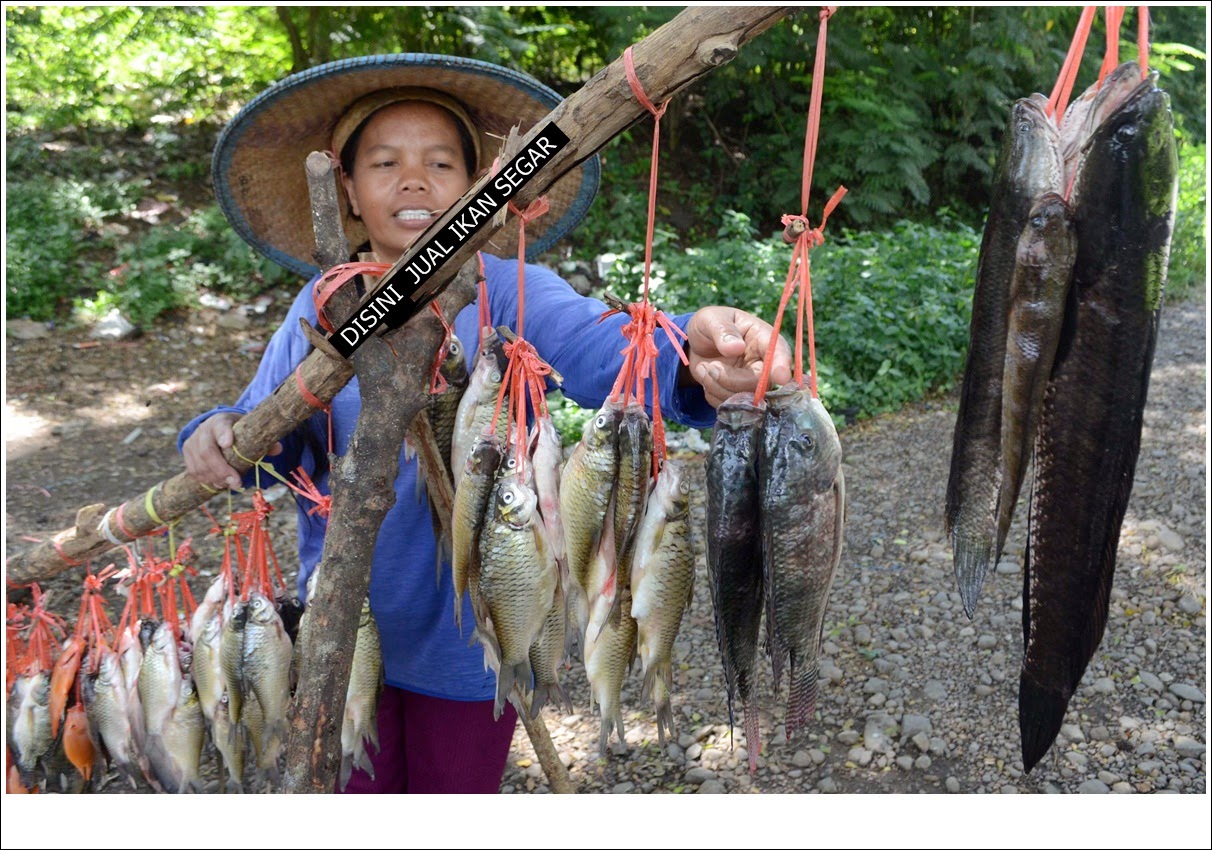 al taqwa KISAH PENJUAL  IKAN  DAN TEMPAYAN RETAK 