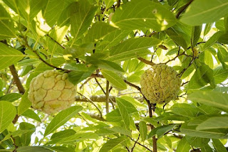 जैविक खेती में सीताफल Custard Apple का पेड़ कैसे लगाएं