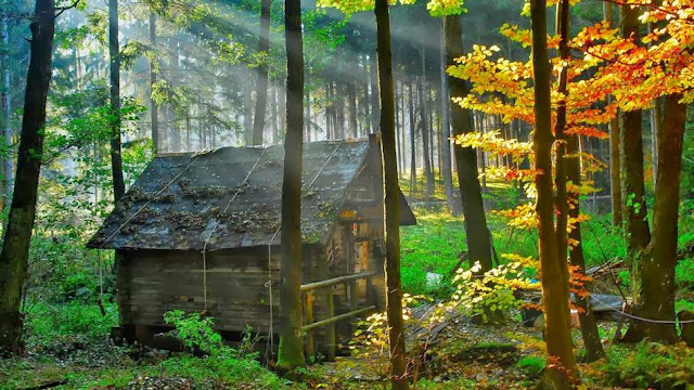 Las más bellas cabañas del bosque