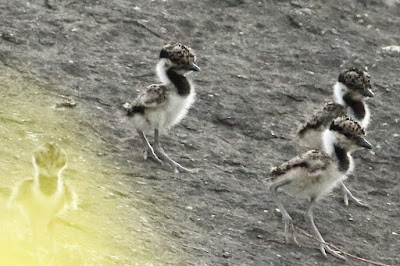 Red-wattled Lapwing chicks