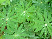 Plant w/rain at Bridal Veil in Oregon