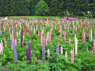 Risoukyo Lupin Festival Lupinus Matsuri 鯉艸郷 ルピナスまつり