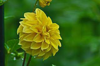 dahlia di taman bunga nusantara