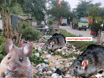 Desa Karang Satria diduga Bau Sampah