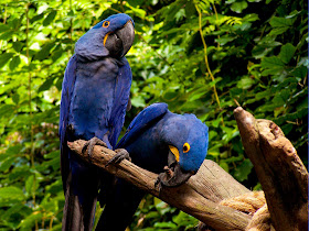 Macaw Parrot Wallpaper