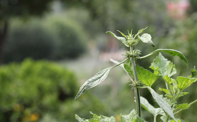 Lions Ear Flowers Pictures