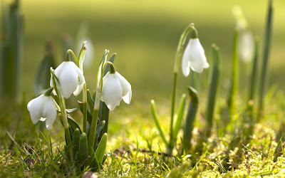 natura primavara flori