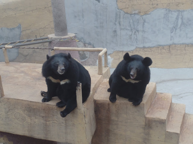 great wall of china badaling sun bear park