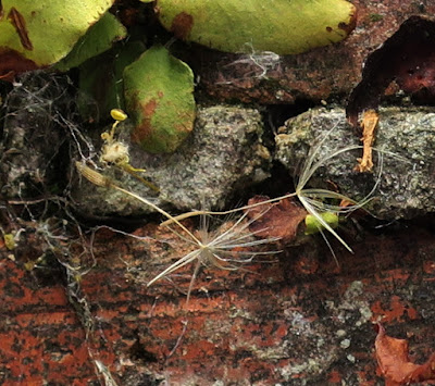 Close up showing dandelion seeds.