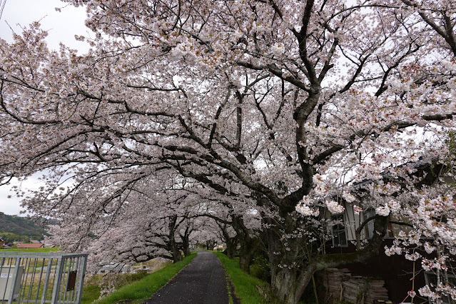 鳥取県西伯郡南部町倭 法勝寺川沿いの堤防道路