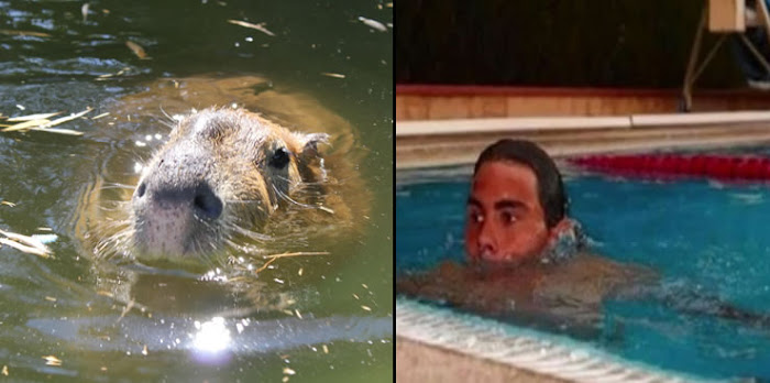 Capybaras that look like Rafael Nadal