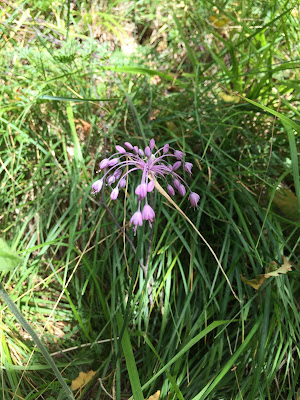 [Liliaceae] Allium carinatum – Keeled Garlic (Aglio carenato).